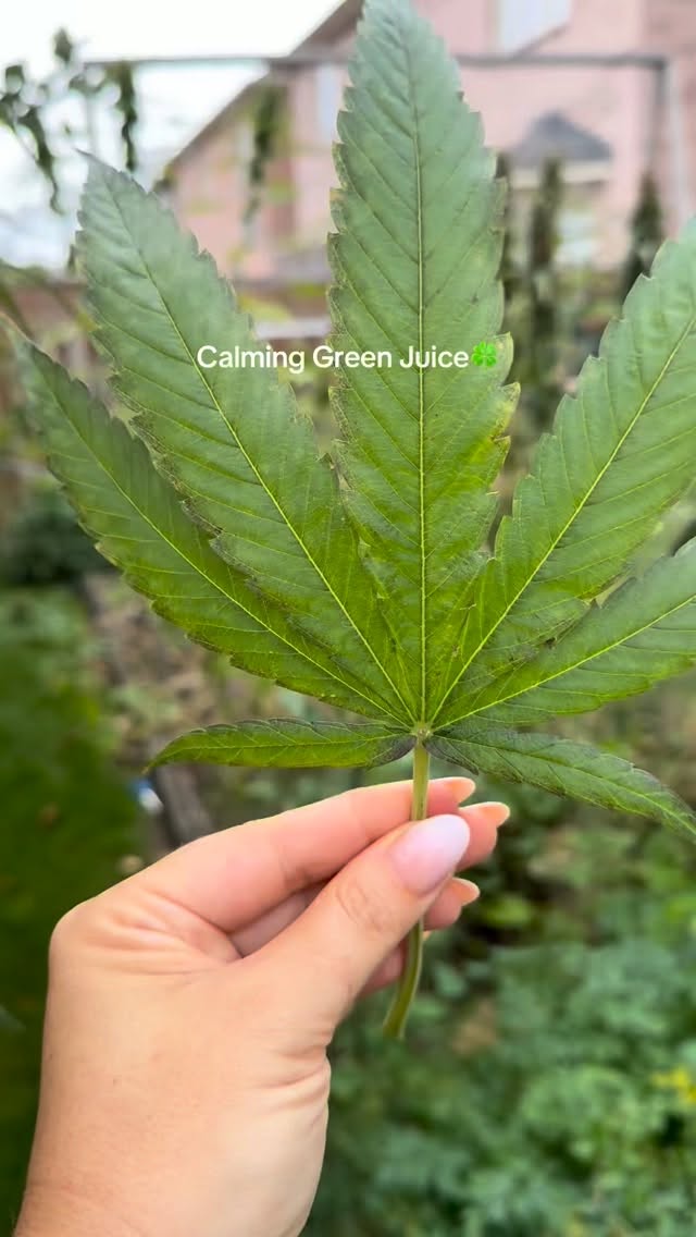 JuiceMadam on Instagram