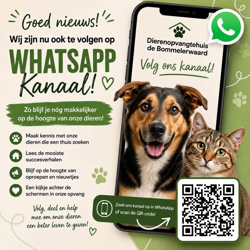 Volg jij ons whatsapp kanaal al of twijfel je nog?
Hieronder zetten we de meestgestelde vragen op een rijtje. 😊
❓ Is dit een WhatsApp-groep?
Nee. Het is een kanaal. Alleen wij kunnen berichten plaatsen.
❓ Kunnen andere volgers mijn telefoonnummer zien?
Nee. Volgers van het kanaal kunnen elkaars gegevens niet zien.
❓ Kan Dierenopvangtehuis de Bommelerwaard mijn telefoonnummer zien?
Nee. Wij zien niet wie het kanaal volgt.
❓ Krijg ik veel meldingen?
Dat bepaal je helemaal zelf. Je kunt meldingen aan- of uitzetten wanneer je wilt. Daarbij posten wij maximaal één keer per dag.
❓ Wat plaatsen jullie in het kanaal?
🐶 Adoptiedieren die een thuis zoeken
🐱 Succesverhalen
📣 Oproepjes en belangrijke updates
🏡 Een kijkje achter de schermen in onze opvang
❓ Waarom hebben jullie een WhatsApp-kanaal?
We horen regelmatig dat berichten op social media worden gemist of niet bij iedereen in de tijdlijn verschijnen. Via WhatsApp blijf je makkelijker op de hoogte van onze dieren en het nieuws uit de opvang.
Wil je ons volgen? Klik dan op onderstaande link:
https://whatsapp.com/channel/0029VbCsPtrKbYMJ6Z9P900r
Heb je nog een andere vraag over ons WhatsApp-kanaal? Stel hem gerust hieronder. ⬇️
Delen van dit bericht vinden we lief. ❤️🐾
#whatsappkanaal #volgons #dierenopvangtehuis #bommelerwaard #bruchem
#brüchemultiplizieren