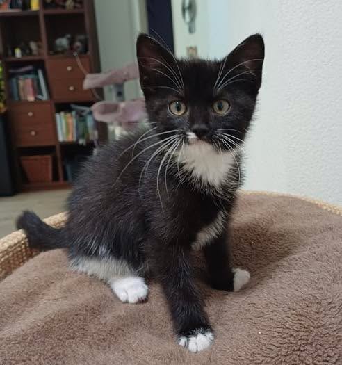 Ter adoptie: DE L-KITTENS! 🐾
De L staat voor Leeuwtje, Luka, Lamine, Lola en Loesje. Maar de L staat óók voor lief, leuk, levenslustig en lekker ondeugend. 😉
Want wat zijn het een leuke ukken! Zoals het echte kittens betaamt, zijn ze speels, gaan ze graag op ontdekking en gaan ze een beetje kattenkwaad niet uit de weg.
Maar bovenal zijn ze ontzettend lief. Het liefst zijn ze dicht bij hun gastmama. Knuffelen, met z’n allen op de bank hangen of even helpen met een klusje in huis? Deze vijf zijn er altijd als de kippen bij.
Natuurlijk heeft ieder kitten zijn of haar eigen karakter. Daarom vind je onder de foto’s de link naar de eigen pagina, zodat je ze allemaal rustig kunt leren kennen.
Denk jij dat één – twee of misschien wel meer mag ook – van deze lieve, leuke levensgenieters bij jou past? Neem dan snel contact op met onze kittencoördinator: 📞 06-58 74 85 39!
Wie weet loopt er binnenkort wel zo’n geweldige kitten door jouw huis! 🐾
Kan je de kittens zelf geen thuis bieden, maar wil je hen wel helpen? Deel dan alsjeblieft dit bericht! ❤️
#kittens #teradoptie #gastgezin #lief #dierenopvangtehuis