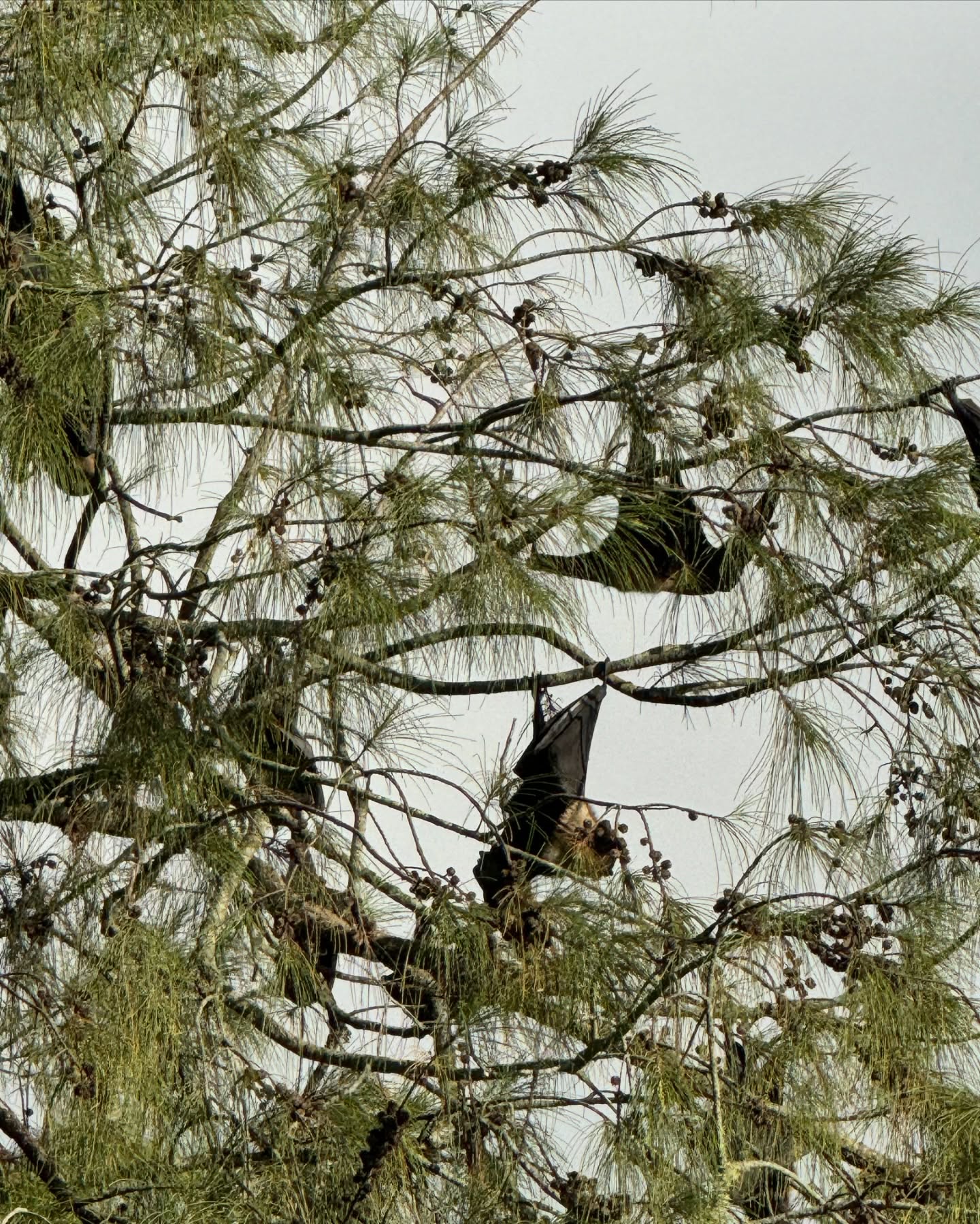 🇹🇴Tongai Királyság🇹🇴
A világ egyik legritkábban látogatott országa. És mi 6 éves ikrekkel, és egy Dravet-szindrómás kislánnyal jutottunk el ide. Ez ténylegesen a paradicsom volt 🌿 A zöld zöldebb, mint bárhol. A naplemente szebb, mint bárhol. A szívem csordultig tele.🙏🏼🥹
Nem tudom szavakkal kifejezni, mit érzek. Otthonról, a kanapéról megálmodtam. A lehetetlent.
És itt vagyunk, Tongán. Ahol a szállásadó egész kókuszdiókat készít be a hűtőbe. Ahol banán terem a kertben. És ahol a helyiek szelfiznek velünk, mert annyira ritka, hogy turistákkal találkoznak - főleg magyarokkal 🥹
Ez már több, mint hála, amit érzek. Sokszor azért is hálás vagyok, ha nem kòrházban kell feküdnöm Miával, hanem otthon lehetek.
De megtanultam, hogy amíg nem kórházban vagyunk, merni kell nagyot álmodni. És néha még annál is nagyobbat.✨🌎
Köszönöm, hogy a családommal eljuthattam Tongára 🙏🏼🥹😭🇹🇴🌴
#utazoanya