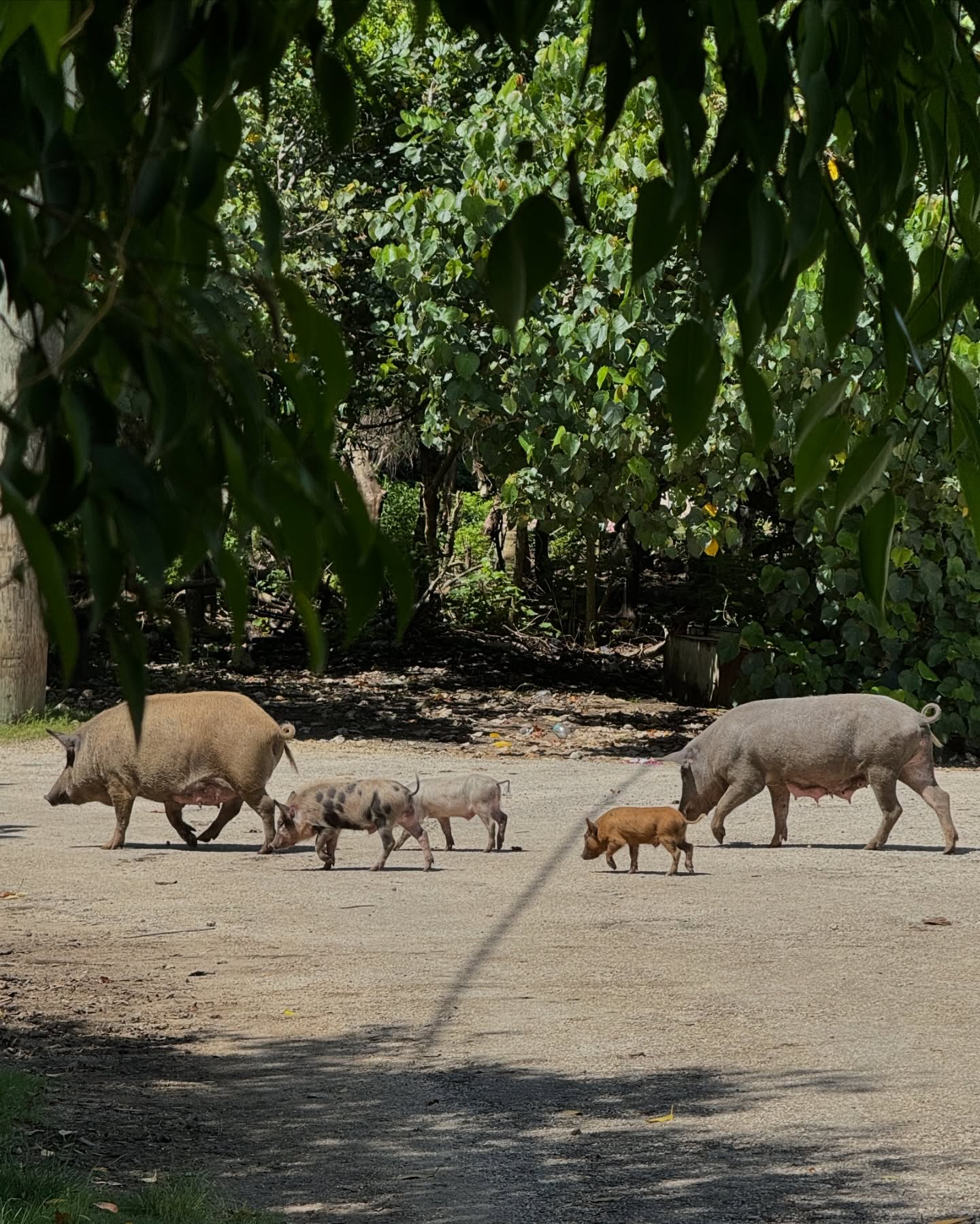 🇹🇴Tongai Királyság🇹🇴
A világ egyik legritkábban látogatott országa. És mi 6 éves ikrekkel, és egy Dravet-szindrómás kislánnyal jutottunk el ide. Ez ténylegesen a paradicsom volt 🌿 A zöld zöldebb, mint bárhol. A naplemente szebb, mint bárhol. A szívem csordultig tele.🙏🏼🥹
Nem tudom szavakkal kifejezni, mit érzek. Otthonról, a kanapéról megálmodtam. A lehetetlent.
És itt vagyunk, Tongán. Ahol a szállásadó egész kókuszdiókat készít be a hűtőbe. Ahol banán terem a kertben. És ahol a helyiek szelfiznek velünk, mert annyira ritka, hogy turistákkal találkoznak - főleg magyarokkal 🥹
Ez már több, mint hála, amit érzek. Sokszor azért is hálás vagyok, ha nem kòrházban kell feküdnöm Miával, hanem otthon lehetek.
De megtanultam, hogy amíg nem kórházban vagyunk, merni kell nagyot álmodni. És néha még annál is nagyobbat.✨🌎
Köszönöm, hogy a családommal eljuthattam Tongára 🙏🏼🥹😭🇹🇴🌴
#utazoanya