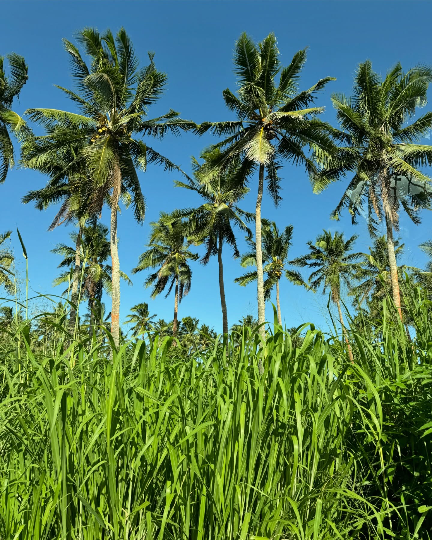🇹🇴Tongai Királyság🇹🇴
A világ egyik legritkábban látogatott országa. És mi 6 éves ikrekkel, és egy Dravet-szindrómás kislánnyal jutottunk el ide. Ez ténylegesen a paradicsom volt 🌿 A zöld zöldebb, mint bárhol. A naplemente szebb, mint bárhol. A szívem csordultig tele.🙏🏼🥹
Nem tudom szavakkal kifejezni, mit érzek. Otthonról, a kanapéról megálmodtam. A lehetetlent.
És itt vagyunk, Tongán. Ahol a szállásadó egész kókuszdiókat készít be a hűtőbe. Ahol banán terem a kertben. És ahol a helyiek szelfiznek velünk, mert annyira ritka, hogy turistákkal találkoznak - főleg magyarokkal 🥹
Ez már több, mint hála, amit érzek. Sokszor azért is hálás vagyok, ha nem kòrházban kell feküdnöm Miával, hanem otthon lehetek.
De megtanultam, hogy amíg nem kórházban vagyunk, merni kell nagyot álmodni. És néha még annál is nagyobbat.✨🌎
Köszönöm, hogy a családommal eljuthattam Tongára 🙏🏼🥹😭🇹🇴🌴
#utazoanya