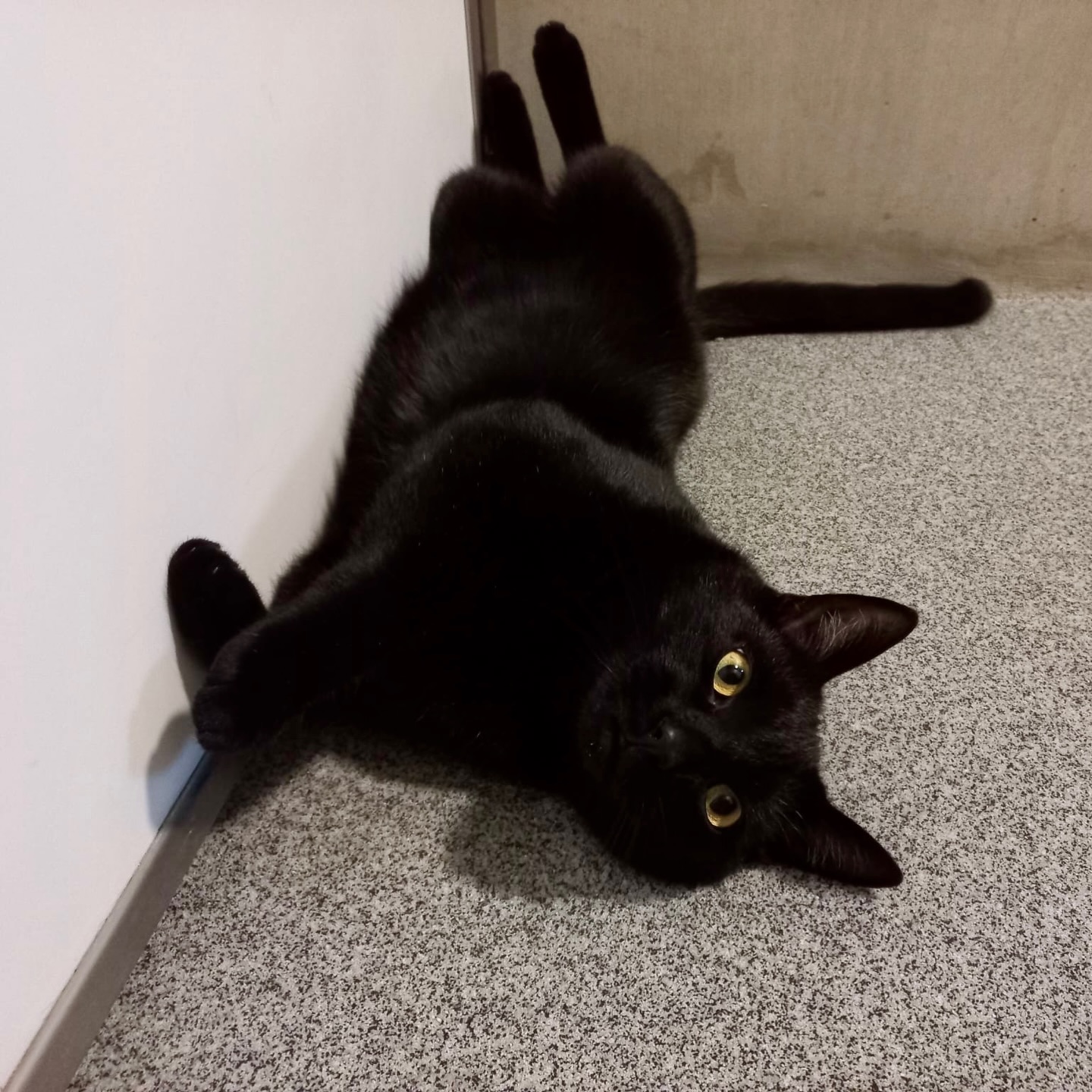 Ter adoptie: BOOGEY!
Hoi allemaal!
Denken jullie ook aan mij?
Ik zit al eventjes in het dierenopvangtehuis te wachten op een lief baasje!
Ik ben Boogey en ik hou heel erg van knuffelen!
Het liefst ga ik op je schoot staan en leg ik mijn pootjes in je nek, om je een échte knuffel te geven.
Ik houd van gezelligheid en aandacht en ben graag bij je.
Ik ben 3 jaar jong en ik ben in het dierenopvangtehuis gekomen omdat ik veel stress had van de nieuwe katten in mijn vorige huis.
Ik zoek dan ook een liefdevol thuis voor mij alleen!
Ik hou van spelen en een huisje met een tuin zou ideaal voor mij zijn, want ik heb best wel wat energie.
Als ik genoeg heb van knuffelen dan geef ik duidelijk mijn grens aan, dus het is wel fijn als je dat niet erg vindt en mij daarin begrijpt.
Ik kijk heel erg uit naar een liefdevol huis met veel knuffels!
Kom je met me kennismaken?
Veel liefs van Boogey
Meer weten over Boogey? Stuur ons dan een e-mail: ✉️ info@dierenasiel-bommelerwaard.nl
Kun je Boogey zelf geen thuis bieden, maar wil je hem wel helpen? Deel dan alsjeblieft dit bericht. 🐾
#teradoptie #kat #zwartekat #kater #knuffelen #dierenopvangtehuisdebommelerwaard #bommelerwaard #bruchem