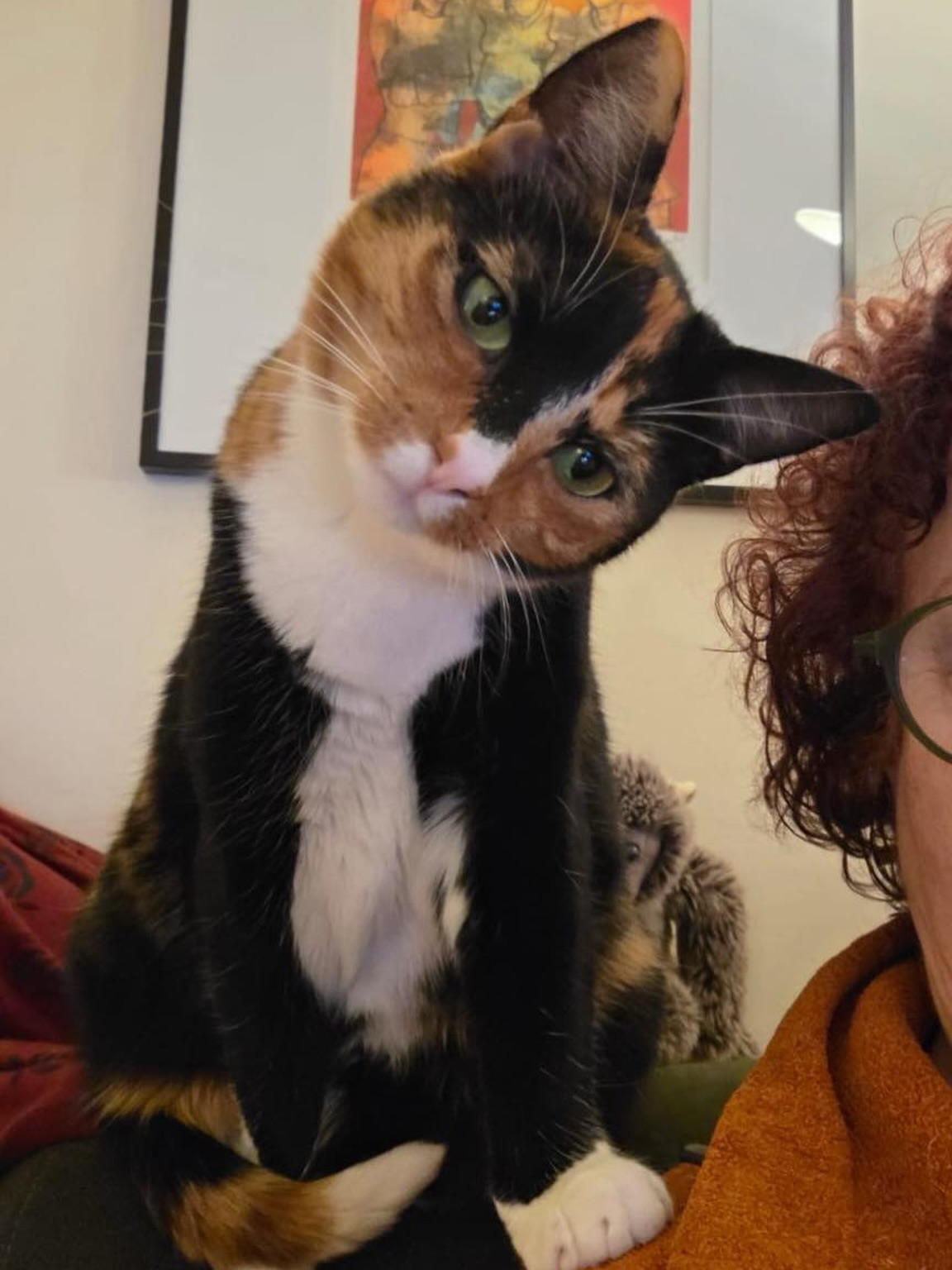 Hoe gaat het nu met: GUUSJE & GEESJE!
We ontvingen deze fijne update van de baasjes van Guusje en Geesje:
“Hallo allemaal, kennen jullie mij nog?
Ik ben al bijna 2 jaar en kom samen met mijn zus Geesje uit een gastgezin.
Ik ben echt een poes van deze tijd. Ik wil ‘s avonds graag op de mobiel filmpjes kijken van dieren, wel met geluid. En ik leg graag mijn poot op de schouder van mijn baasje zodat ze switcht naar nieuw filmpje. Leuk joh, lieve groet van Guusje”
Lieve Guusje, Geesje en baasjes, nog heel veel geluk met elkaar! ❤️🐾