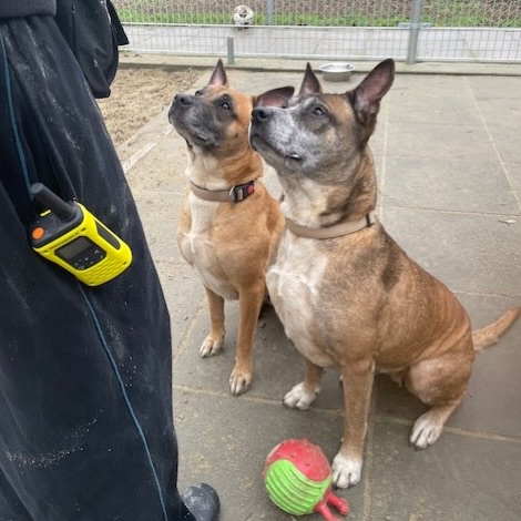 Ter adoptie: BOEF & CYTA!
Door zeer verdrietige omstandigheden zijn deze dames bij ons in de opvang gekomen. Het baasje is overleden en tot groot verdriet van de familie kon niemand de honden opnemen. Ze wilden de honden graag zelf een thuis geven, maar door de eigen woonsituatie was dit helaas niet mogelijk.
Wij begrijpen wel dat de familie deze twee dames graag had willen opvangen. Cyta en Boef zijn echt kanjers! Twee zusjes van 6,5 jaar oud. Ze zijn samen opgegroeid en we willen ze dan ook samen weer een goed en warm thuis geven, want dat verdienen deze dametjes.
Cyta en Boef zijn netjes opgevoed. Ze zijn sociaal, hebben een goed herstellend vermogen, kennen de commando’s en zijn leergierig. Ze reageren wisselend op andere honden. Katten zijn geen probleem, net als grote kinderen.
De perfecte honden hoor ik je denken en dat klopt ook. Maar wel voor de juiste baas.
Boef en Cyta zijn kruising Stafford/Herder. Wij plaatsen deze twee dames dan ook alleen bij mensen met ervaring met en kennis van dit ras.
Kenmerkend voor deze rassen: energiek, speels, leergierig, opmerkzaam, alert en trouw.
Wat hebben Boef en Cyta nodig? Duidelijkheid (op een positieve manier). De dames zijn energiek en speels. Vooral Cyta vindt het heerlijk om voor je te werken en samen met je te spelen. Boef is wat rustiger en het liefst naast je. De dames zijn leergierig, zeker met wat lekkers pakken ze nieuwe commando’s snel op. Ze vinden het leuk om uitgedaagd te worden met snuffel- en hersenwerk. Het is duidelijk dat de dames goed zijn opgevoed en gesocialiseerd. Open en toegankelijk naar volwassenen en grote kinderen. Beide zijn gewend aan katten.
Heb jij de kennis en ervaring om deze twee vriendelijke en vrolijke zusjes een fijn thuis te geven? Neem dan contact met ons op via de mail:
✉️ info@dierenasiel-bommelerwaard.nl
Kun je Boef en Cyta zelf geen thuis bieden, maar wil wel iets voor hen doen? Door dit bericht te delen help je hen enorm! ❤️🐾
#teradoptie #duo #staffordherdermix #zolief #dierenopvangtehuis #bommelerwaard #bruchem