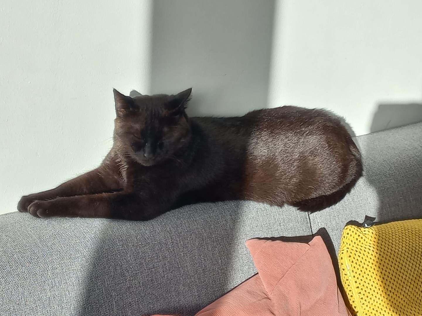 We zijn er dol op… Foster Fails! Of zoals wij ze liever noemen: Gastgezin Gelukjes. En ja hoor, we hebben er weer eentje. 🤗
Skippy kwam in april bij ons binnen: doodsbang én zwanger. Ze kon bij gastgezin Nikkie terecht, waar ze met enorm veel geduld en liefde werd opgevangen. En kijk eens wat een verschil dat heeft gemaakt…
Met kleine stapjes, veel vertrouwen en heel veel zachtheid groeide Skippy uit tot een ontspannen en blij meisje. En het allermooiste? Skippy mag voor altijd bij gastgezin Nikkie blijven. 💝
Lieve Skippy en baasjes, heel veel geluk met elkaar! ❤️🐾
#foreverhome #fosterfail #gastgezin #goudenmandje #dierenopvangtehuis #bommelerwaard #bruchem