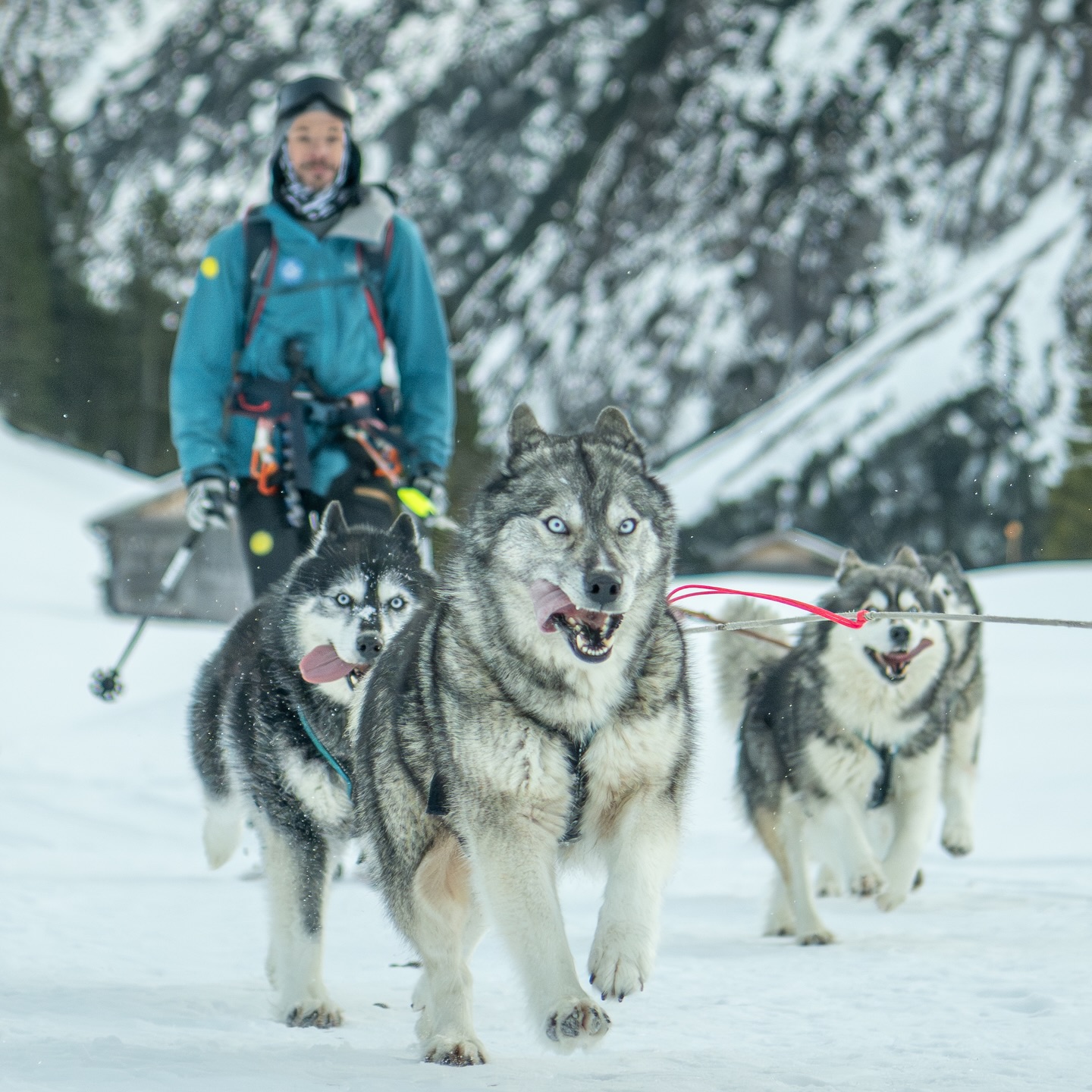 Ralph loves skitouring ⛷️🏔️
.
he grew up with animals 🐴🐺
.
and getting a year older 💫🥳
.
gave reason to his friends and family 🔥♥️
.
to surprise him with a voucher for a day full of mountain and husky experience.
.
including photo & video shooting
📸🎥 @tri_hannes
.
What about you and your next anniversary ?
.
Experience your instincts 🐺
color 🌈 your mind.
.
🔗 mountainhusky.com
.
🐺🏔️ @basecamp_gramais @hubslindner
#bergschulelechtal #huskymountaineering
.
powered by
🔥 @cloudy.hinterstein
🔥 @hagan_ski
🔥 @zaniergloves
🔥 @pokusa_for_health_de
🔥 @sledwork.de
🔥 @benglerwald_berg_chaletdorf
🔥 @hotellaerchenhoflermoos
.
#pureskimountaineering
#mymountainpassion
#mountainhusky
