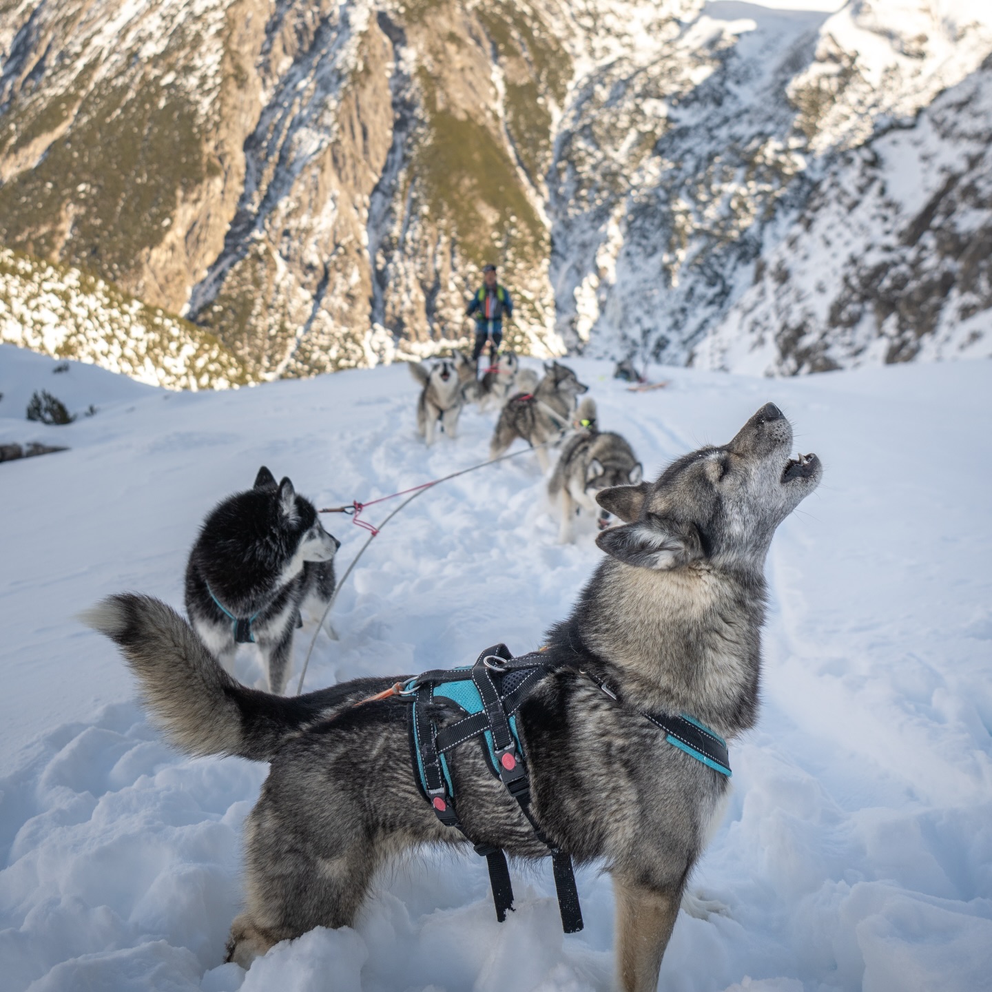 Ralph loves skitouring ⛷️🏔️
.
he grew up with animals 🐴🐺
.
and getting a year older 💫🥳
.
gave reason to his friends and family 🔥♥️
.
to surprise him with a voucher for a day full of mountain and husky experience.
.
including photo & video shooting
📸🎥 @tri_hannes
.
What about you and your next anniversary ?
.
Experience your instincts 🐺
color 🌈 your mind.
.
🔗 mountainhusky.com
.
🐺🏔️ @basecamp_gramais @hubslindner
#bergschulelechtal #huskymountaineering
.
powered by
🔥 @cloudy.hinterstein
🔥 @hagan_ski
🔥 @zaniergloves
🔥 @pokusa_for_health_de
🔥 @sledwork.de
🔥 @benglerwald_berg_chaletdorf
🔥 @hotellaerchenhoflermoos
.
#pureskimountaineering
#mymountainpassion
#mountainhusky