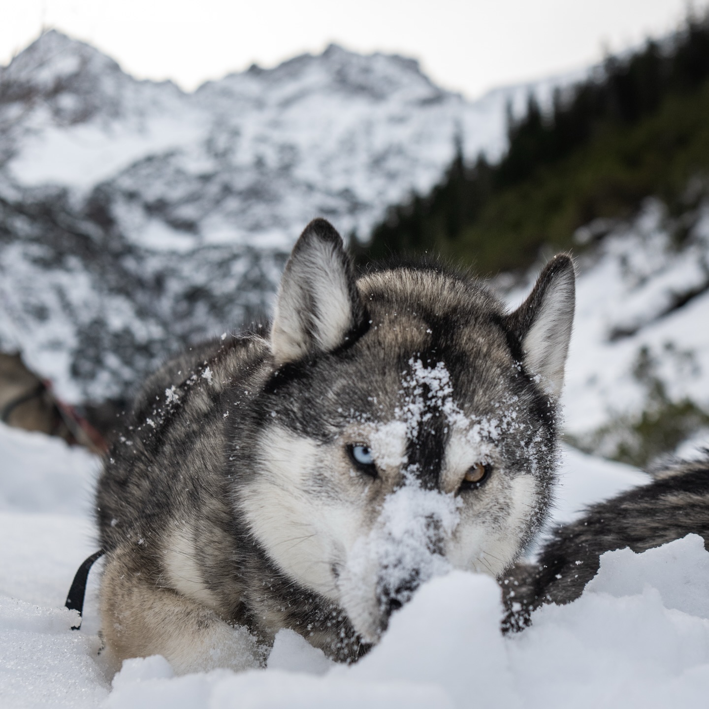 Ralph loves skitouring ⛷️🏔️
.
he grew up with animals 🐴🐺
.
and getting a year older 💫🥳
.
gave reason to his friends and family 🔥♥️
.
to surprise him with a voucher for a day full of mountain and husky experience.
.
including photo & video shooting
📸🎥 @tri_hannes
.
What about you and your next anniversary ?
.
Experience your instincts 🐺
color 🌈 your mind.
.
🔗 mountainhusky.com
.
🐺🏔️ @basecamp_gramais @hubslindner
#bergschulelechtal #huskymountaineering
.
powered by
🔥 @cloudy.hinterstein
🔥 @hagan_ski
🔥 @zaniergloves
🔥 @pokusa_for_health_de
🔥 @sledwork.de
🔥 @benglerwald_berg_chaletdorf
🔥 @hotellaerchenhoflermoos
.
#pureskimountaineering
#mymountainpassion
#mountainhusky