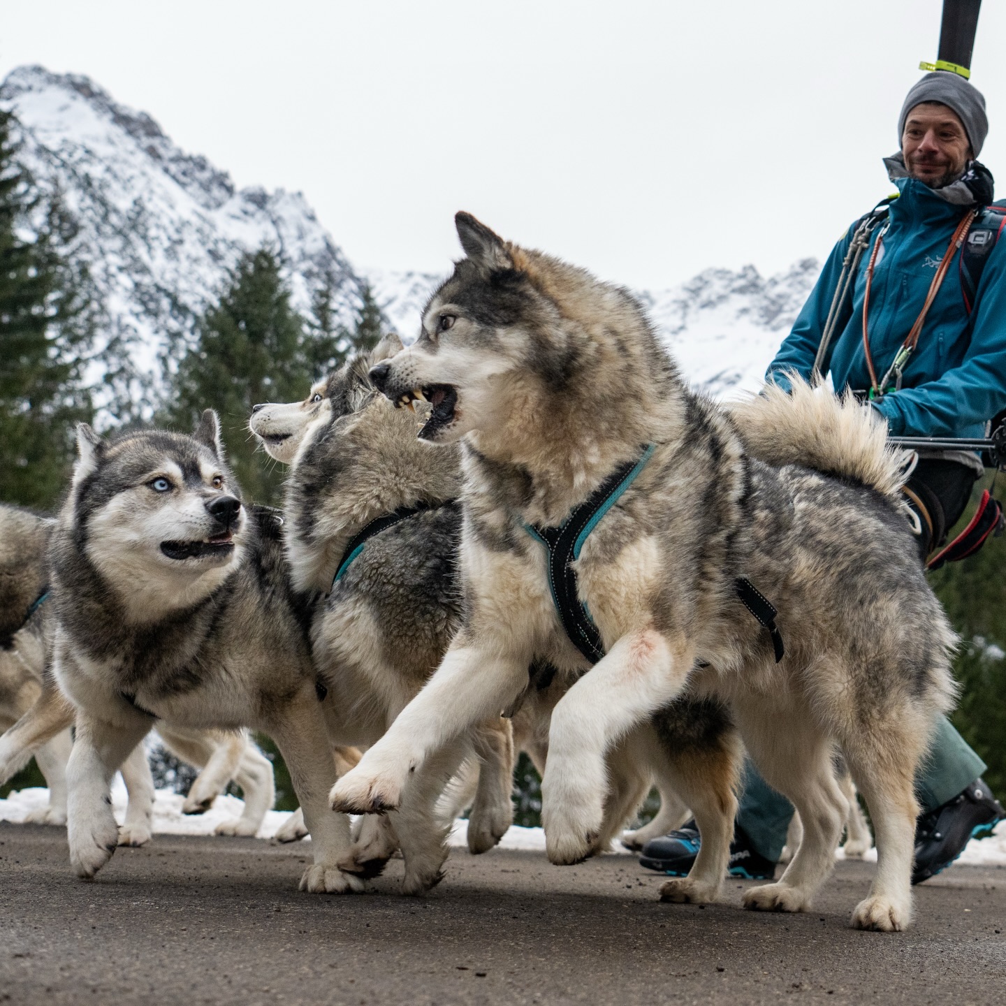 Ralph loves skitouring ⛷️🏔️
.
he grew up with animals 🐴🐺
.
and getting a year older 💫🥳
.
gave reason to his friends and family 🔥♥️
.
to surprise him with a voucher for a day full of mountain and husky experience.
.
including photo & video shooting
📸🎥 @tri_hannes
.
What about you and your next anniversary ?
.
Experience your instincts 🐺
color 🌈 your mind.
.
🔗 mountainhusky.com
.
🐺🏔️ @basecamp_gramais @hubslindner
#bergschulelechtal #huskymountaineering
.
powered by
🔥 @cloudy.hinterstein
🔥 @hagan_ski
🔥 @zaniergloves
🔥 @pokusa_for_health_de
🔥 @sledwork.de
🔥 @benglerwald_berg_chaletdorf
🔥 @hotellaerchenhoflermoos
.
#pureskimountaineering
#mymountainpassion
#mountainhusky