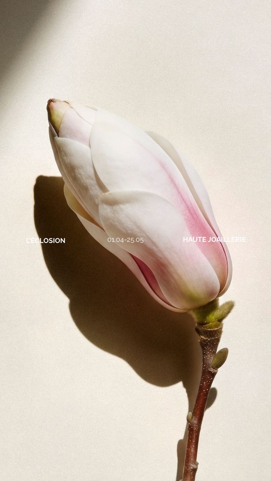 L’éclosion avant la révélation.
Le temps avant la lumière.
Comme la fleur, le diamant naît dans l’invisible.
Des mois, des années, des millénaires de transformation silencieuse.
Puis vient l’instant.
Celui où la beauté apparaît, évidente.
La Haute Joaillerie capte ce moment précis :
celui où tout prend vie.
―
The bloom before the reveal.
Time before light.
Like a flower, a diamond is born unseen.
Months, years, millennia of silent transformation.
Then comes the moment.
When beauty finally reveals itself.
High Jewelry captures that exact instant—
when everything comes to life.
#amantys #hautejoaillerie #highjewelry #eclosion #naturaldiamond