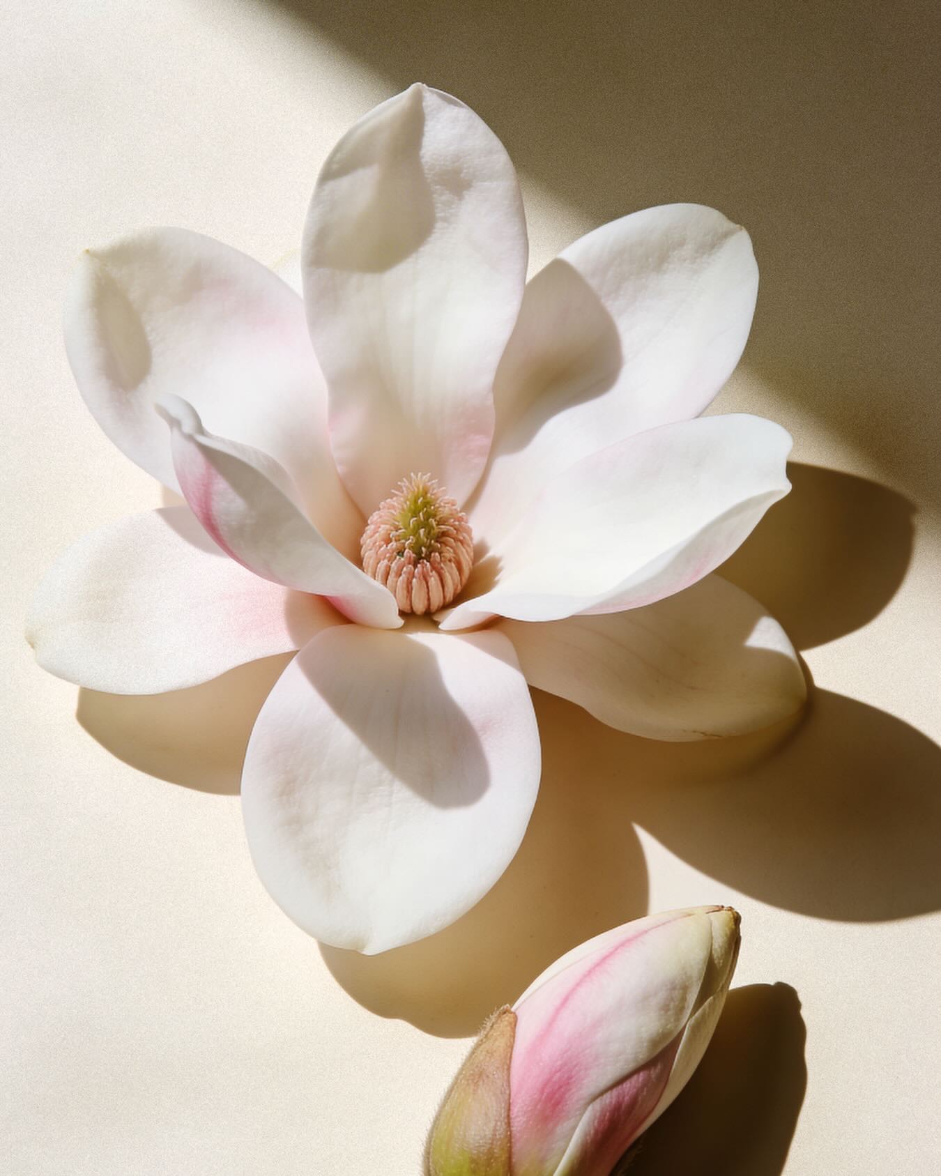 L’éclosion d’un nouveau chapitre.
Après des années à façonner l’intime et le sur-mesure,
la Haute Joaillerie s’impose comme une évidence.
La fleur s’est révélée naturellement.
Pure, structurée, vivante.
Un équilibre parfait entre force et délicatesse.
Elle incarne notre vision :
faire naître des pièces en mouvement,
où le diamant capte la lumière avec justesse.
Aujourd’hui, cette vision prend forme.
Notre première collection de Haute Joaillerie est dévoilée.
―
The emergence of a new chapter.
After years of crafting the intimate and bespoke,
High Jewelry becomes the next step.
The flower emerged naturally.
Pure, structured, alive.
A perfect balance between strength and delicacy.
It embodies our vision:
creating pieces in motion,
where diamonds capture light with precision.
Today, this vision comes to life.
Our first High Jewelry collection is revealed.
#amantys #hautejoaillerie