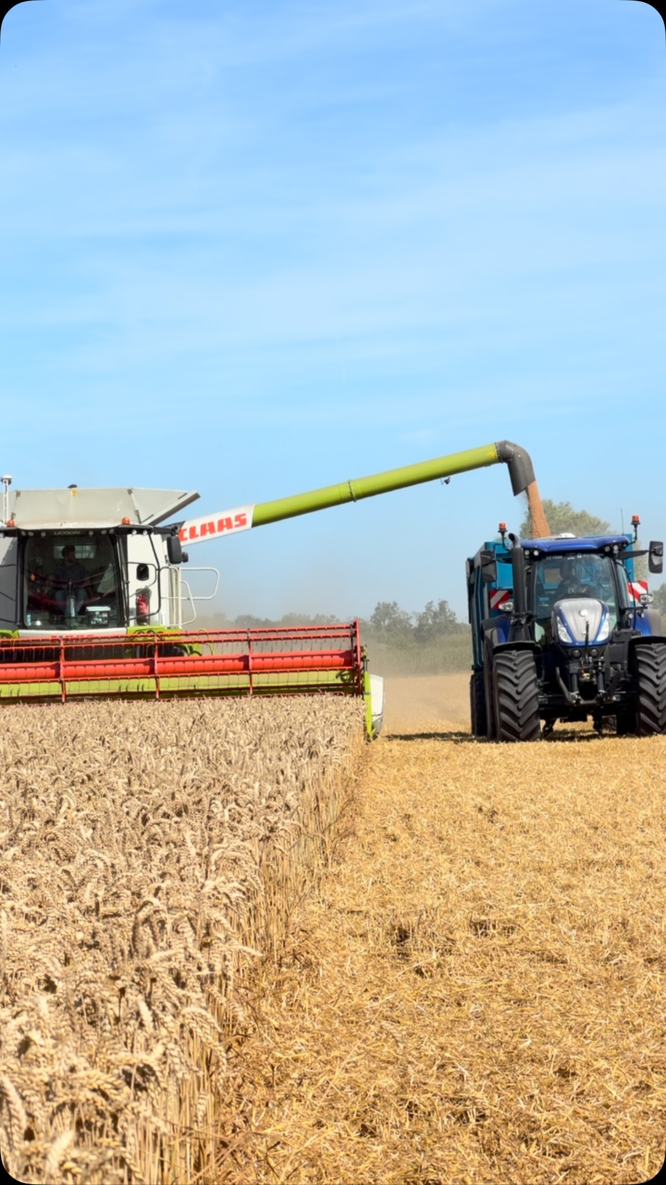 🌾 Les premiers sacs de farine issus de la récolte 2026 arrivent dès septembre… Qu’attendez-vous de ce nouveau millésime ? Dites-nous en commentaire 👇
Cette année, la moisson a pris de l’avance. La vague de chaleur de fin mai-début juin a accéléré la maturation des céréales, avec des grains récoltés particulièrement secs (10 à 12 % d’humidité). ☀️
🌾 En quelques chiffres :
• Une récolte française estimée à 32 millions de tonnes de blé tendre.
• Des rendements plus modestes et très variables selon les régions.
• Un taux de protéines en hausse par rapport à l’an dernier.
• Aucun risque sanitaire majeur identifié à ce stade.
Chez les Moulins Familiaux, le travail continue. Nos meuniers analysent désormais la qualité des grains afin de réaliser les meilleurs assemblages et garantir des farines toujours aussi régulières. 🤝
Une nouvelle récolte, de nouveaux défis… et toujours la même exigence de qualité, du champ jusqu’au fournil. 🌾
#lesmoulinsfamiliaux #moisson2026 #meunerie #ble #farine
